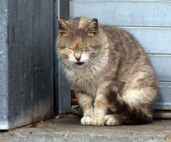 Donate to Neighborhood Cats, donation