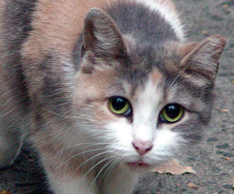 Donate to Neighborhood Cats, donation