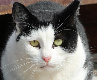 Donate to Neighborhood Cats, donation