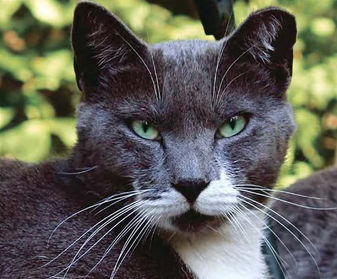 TNR Handbook, how-to guide to TNR