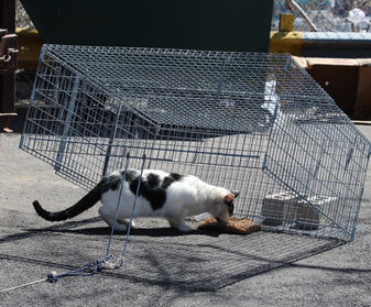 drop traps, feral cats, TNR, how to use a drop trap
