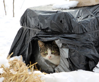 feral cat winter shelter, cat shelter