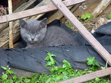 Tips for trapping kittens