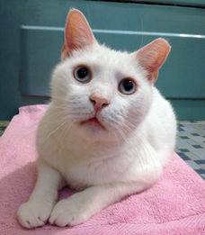 Eartipped cat