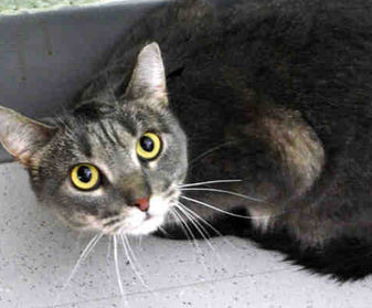 NYC feral cat database
