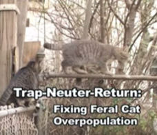 Trap-Neuter-Return: Fixing Feral Cat Overpopulation