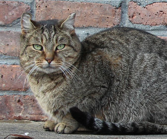 PETA opposes TNR