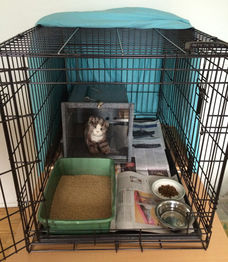 Feral Cat Setup with den
