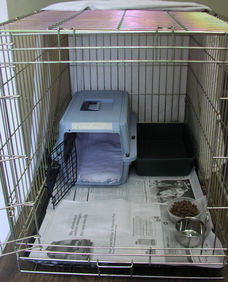Feral Cat Setup with carrier