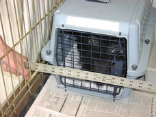 Barring carrier door in Feral Cat Setup