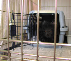 Inside the cage using a carrier