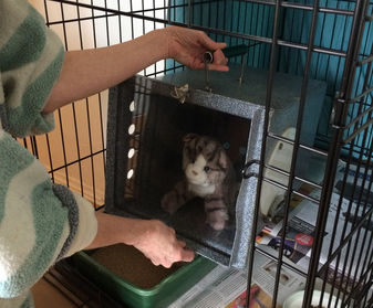 Place den inside Feral Cat Setup