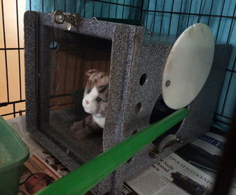 Tip the side porthole door open through the cage bars