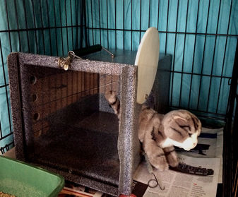 Cat exiting the den