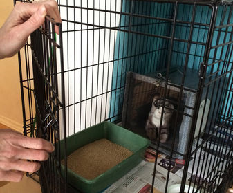 Unlock and open the cage door