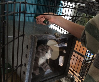 Place den back inside the cage