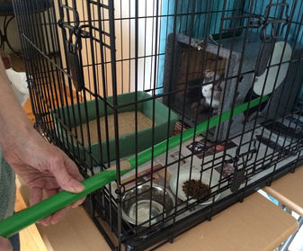 Tip the side door of the den open through the cage bars