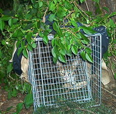 Camouflage trap
