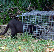 Training a cat to enter a trap
