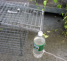 Bottle-and-string