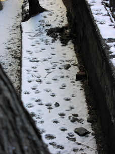 Paw prints in the snow