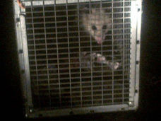 Releasing opossums