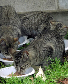 Kinds of food for feral cats