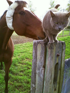 Relocating feral cats