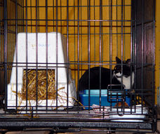 Steps to a relocation of feral cats