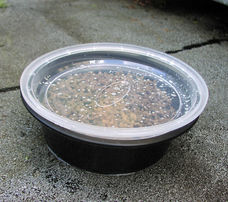 Feeding feral cats in the rain