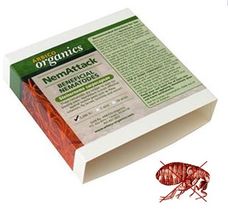Beneficial nematodes for controlling fleas