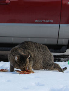 Cats need more food in winter