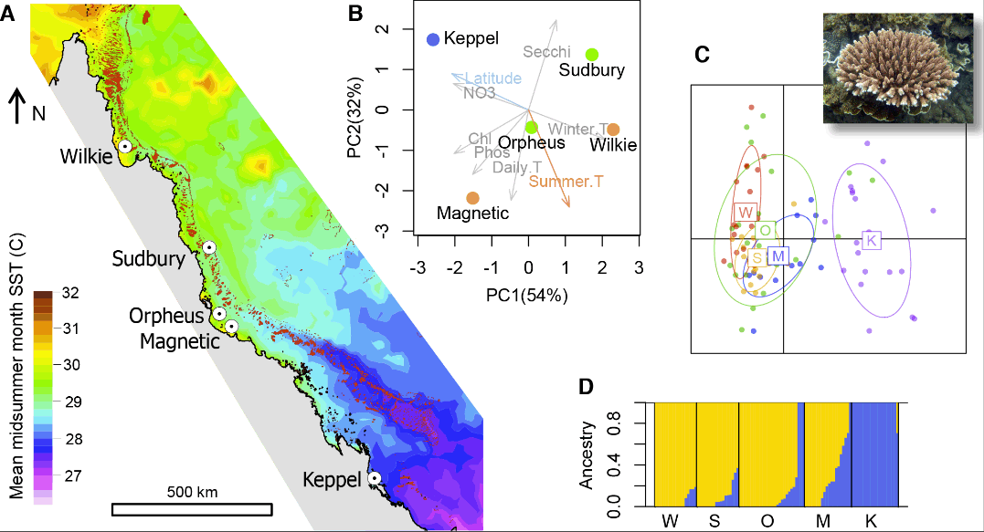 Corals already have the genes to survive another 250 years of climate