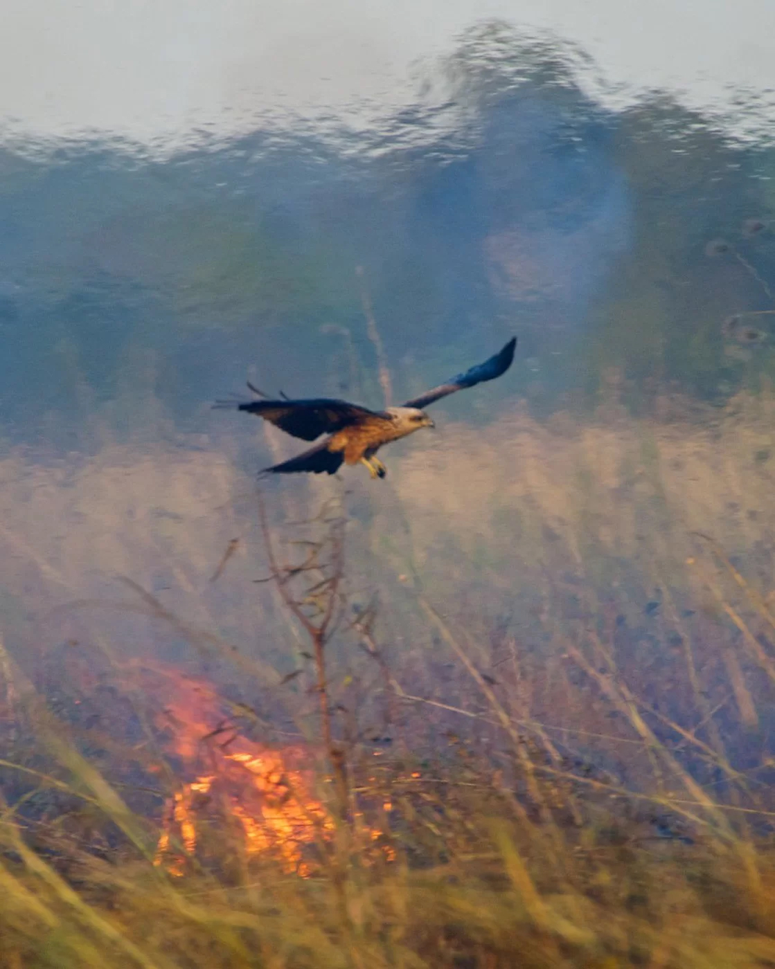 Birds using aerial bombing with firesticks to light fires and flush out