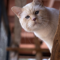 A light orange kitty peers over a ledge at the viewer