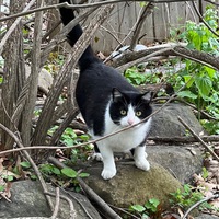 Black and white tuxedo community cat