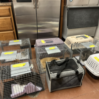 cats in transfer cages