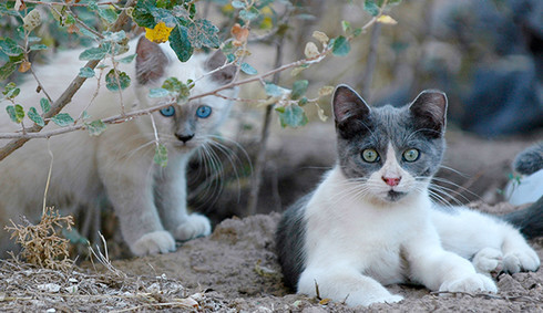 Two gray and white feral kitties looking alert and towards the camera.  One has a clearly clipped ear to indicate it has already been fixed.
