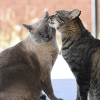 Two kitties facing each other while one licks the other's ear in greeting