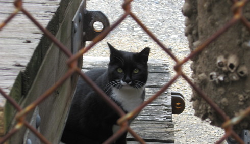 Black and white tuxedo community cat behind chain link fence