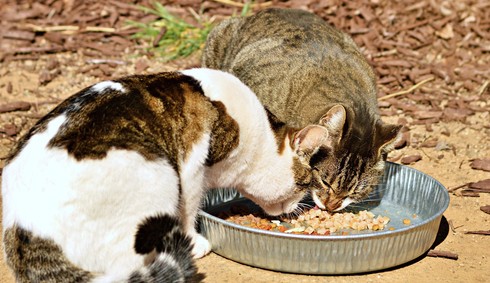 Two neutered cats eating