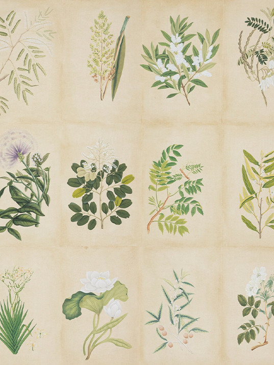 Botanical Studies 