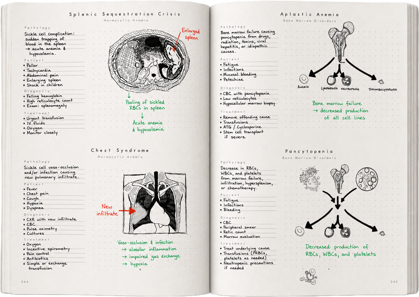 Notebook spread — hematology disorders with annotated cell illustrations