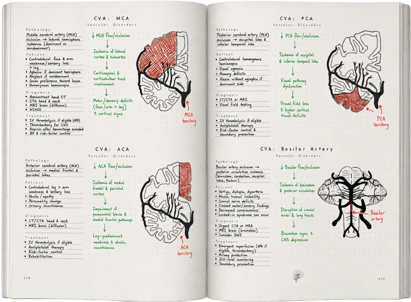 Notebook spread — stroke syndromes by vessel with annotated brain illustrations