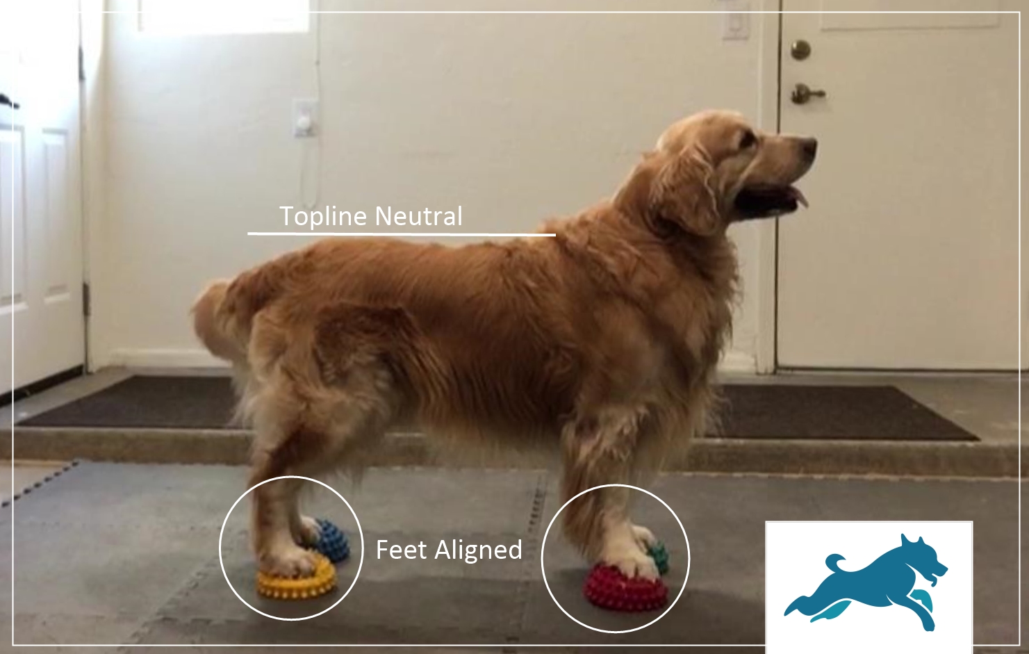 An annotated photograph marking form checkpoints on a standing dog