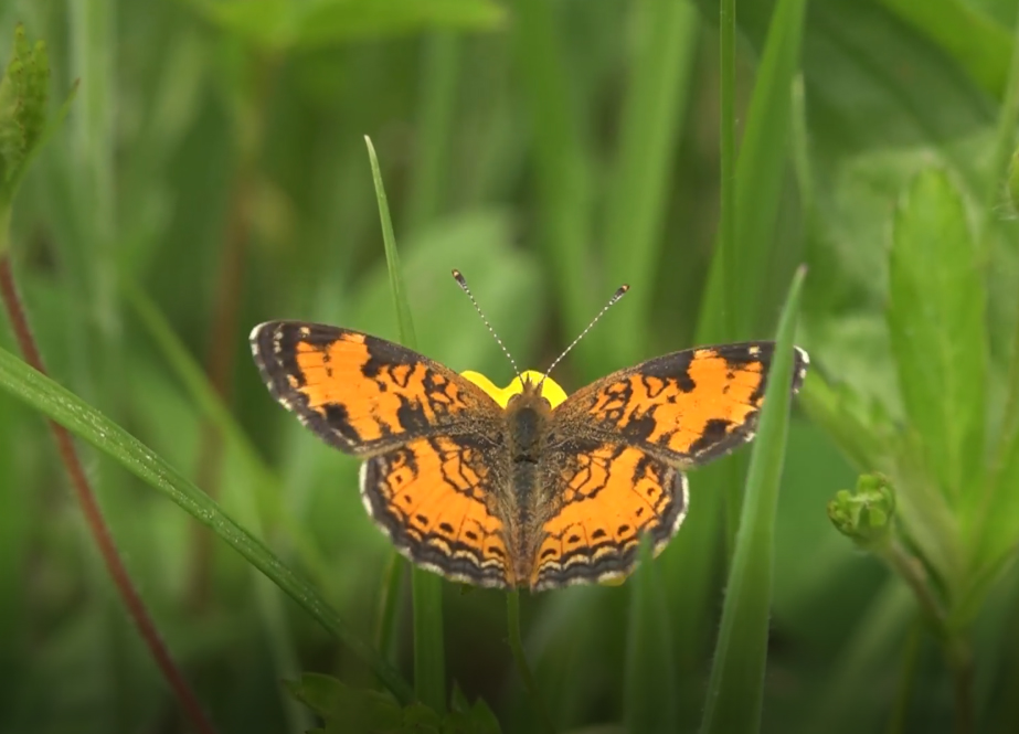 Prayer for the Environment