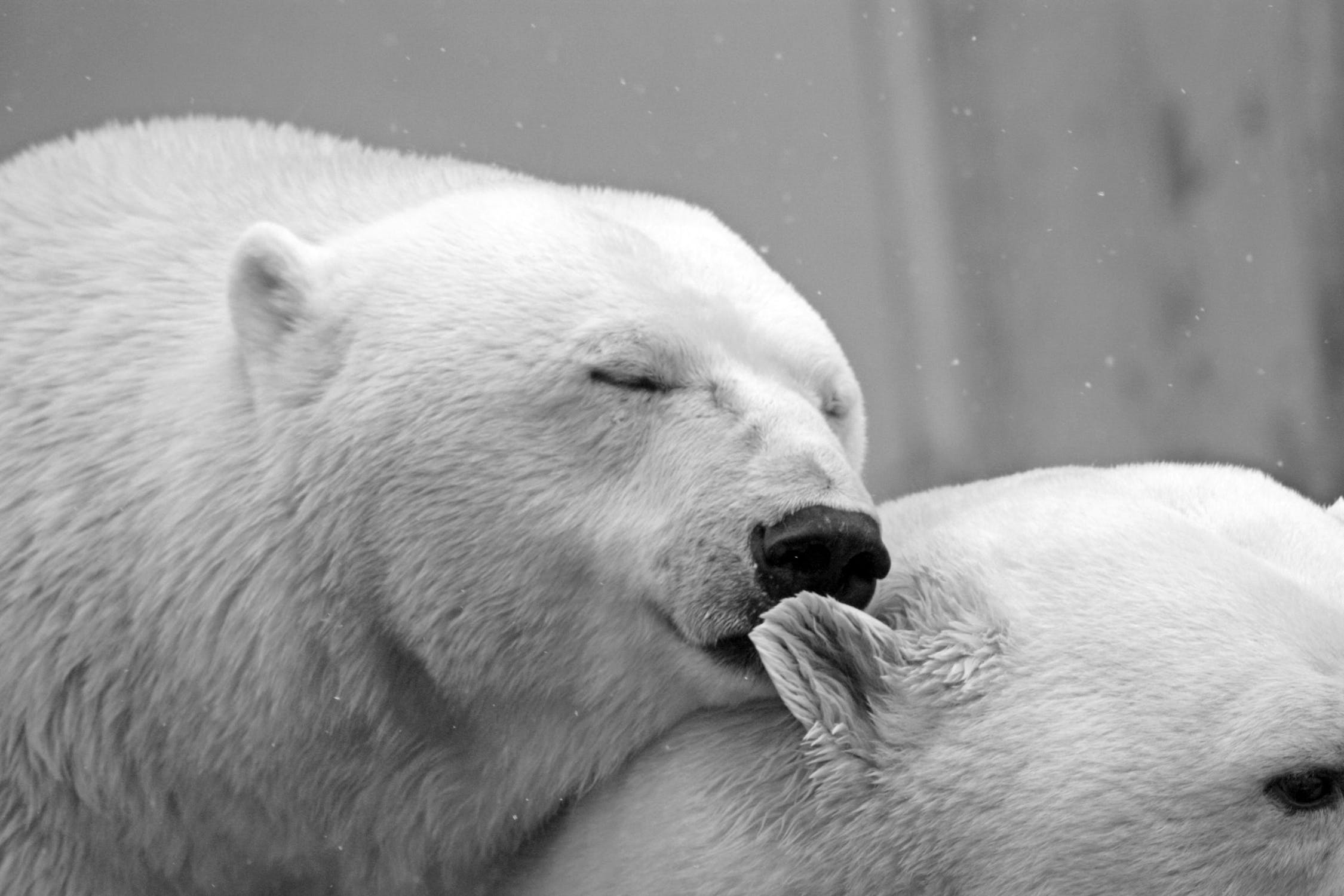 Prayer for All Living Creatures and the Environment