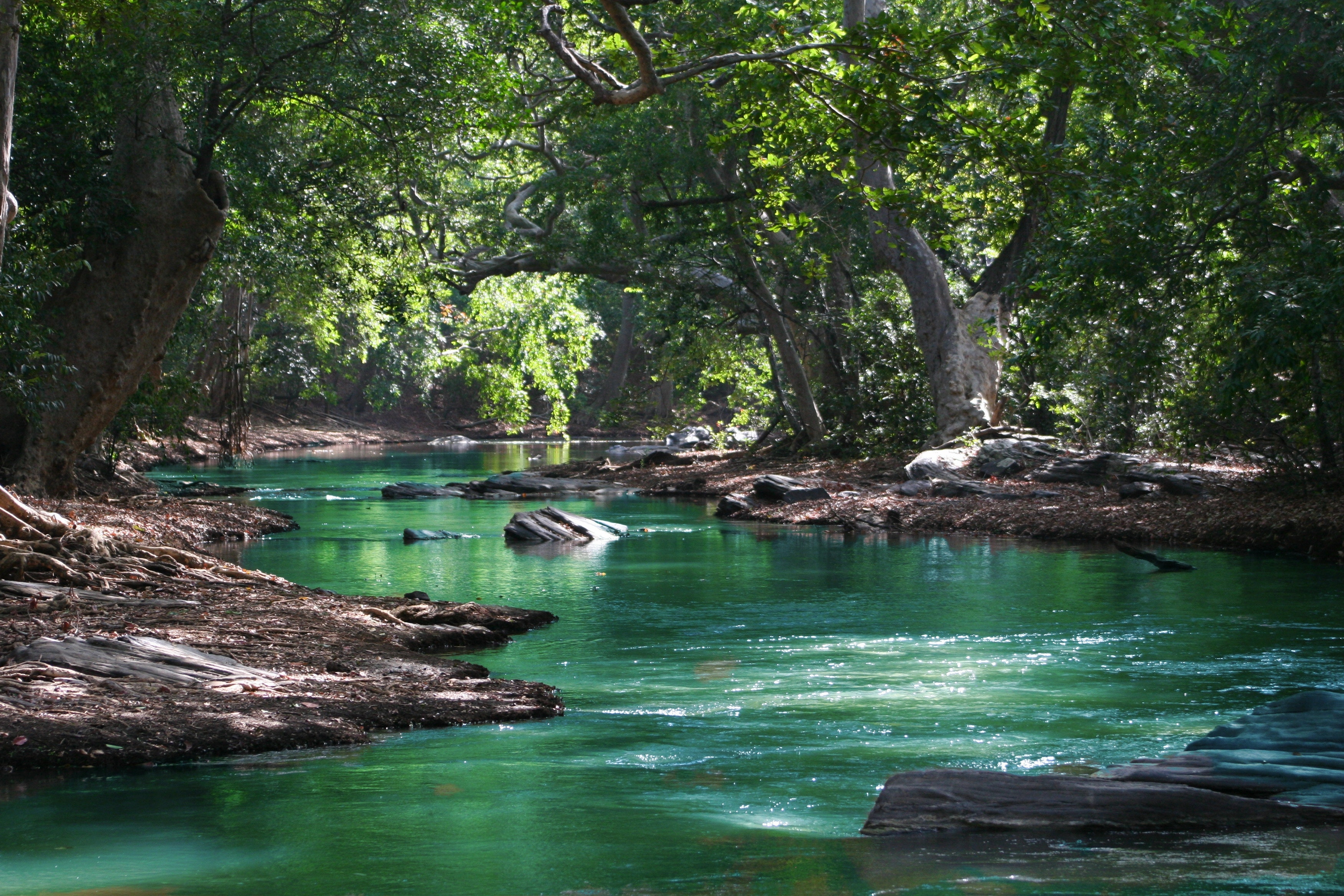 Prayer for the Environment