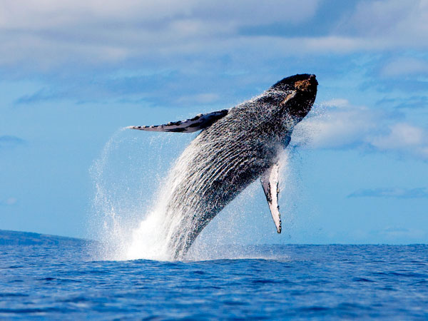 Product Sunset Whale Watch