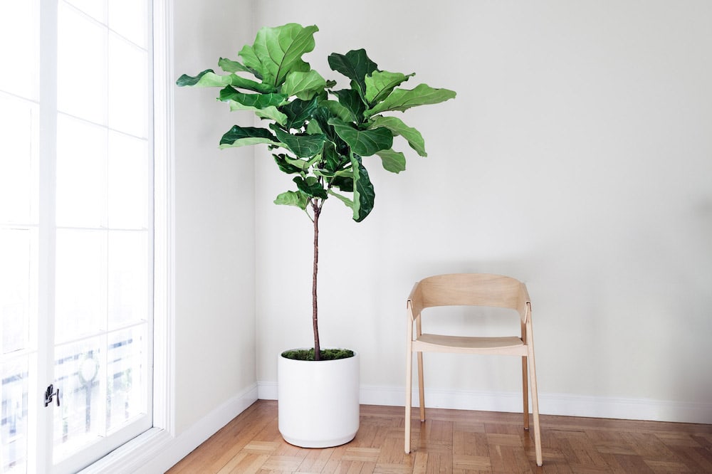 Top Deal: Bringing a New Way to Shop for Plants